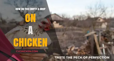 The Ultimate Guide to Emptying a Chicken's Crop