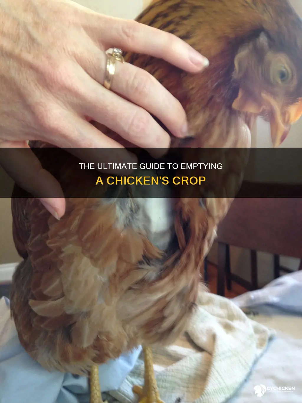 how do you empty a crop on a chicken