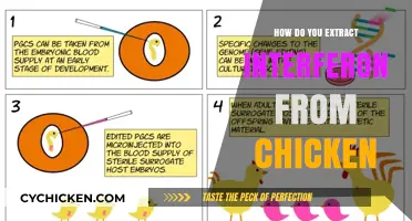 Extracting Interferon from Chickens: A Comprehensive Step-by-Step Guide