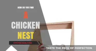 Discovering Hidden Chicken Nests: Tips for Locating Your Flock's Eggs