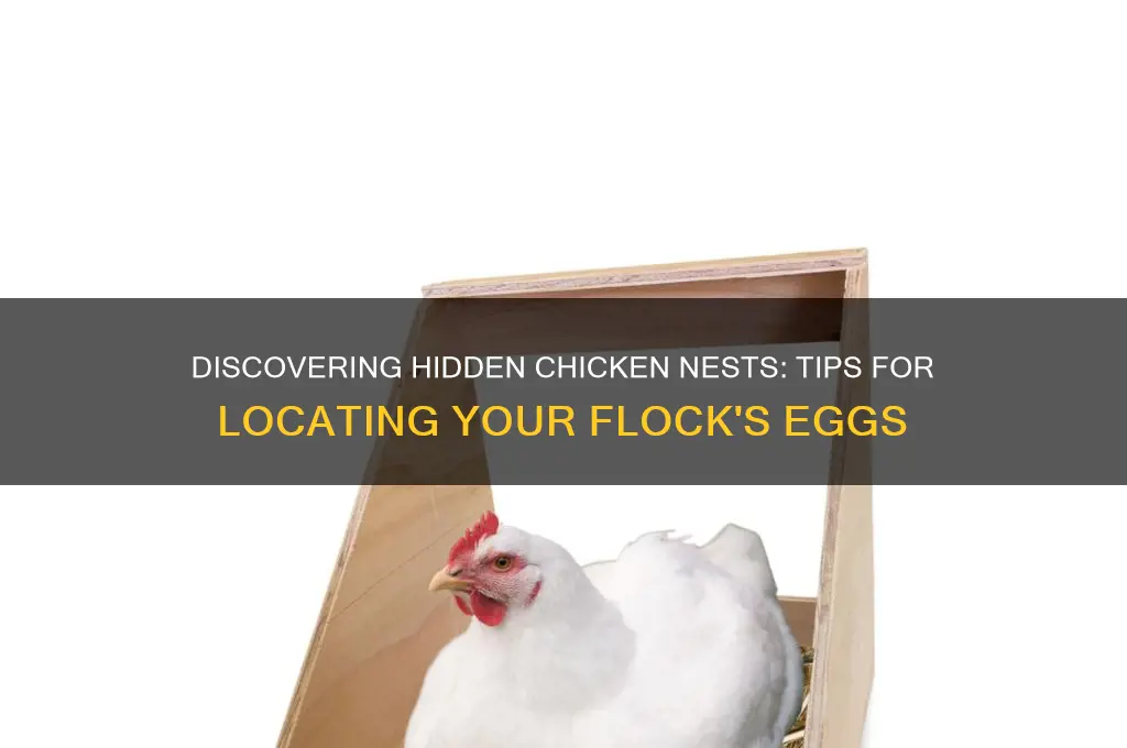 how do you find a chicken nest