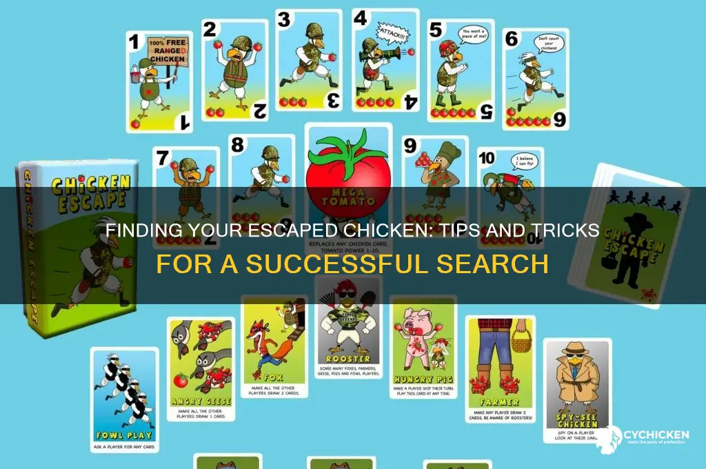 how do you find a chicken that escaped