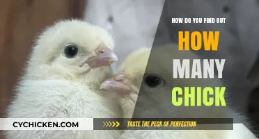 Discovering the Number of Chicks: A Simple Guide for Beginners