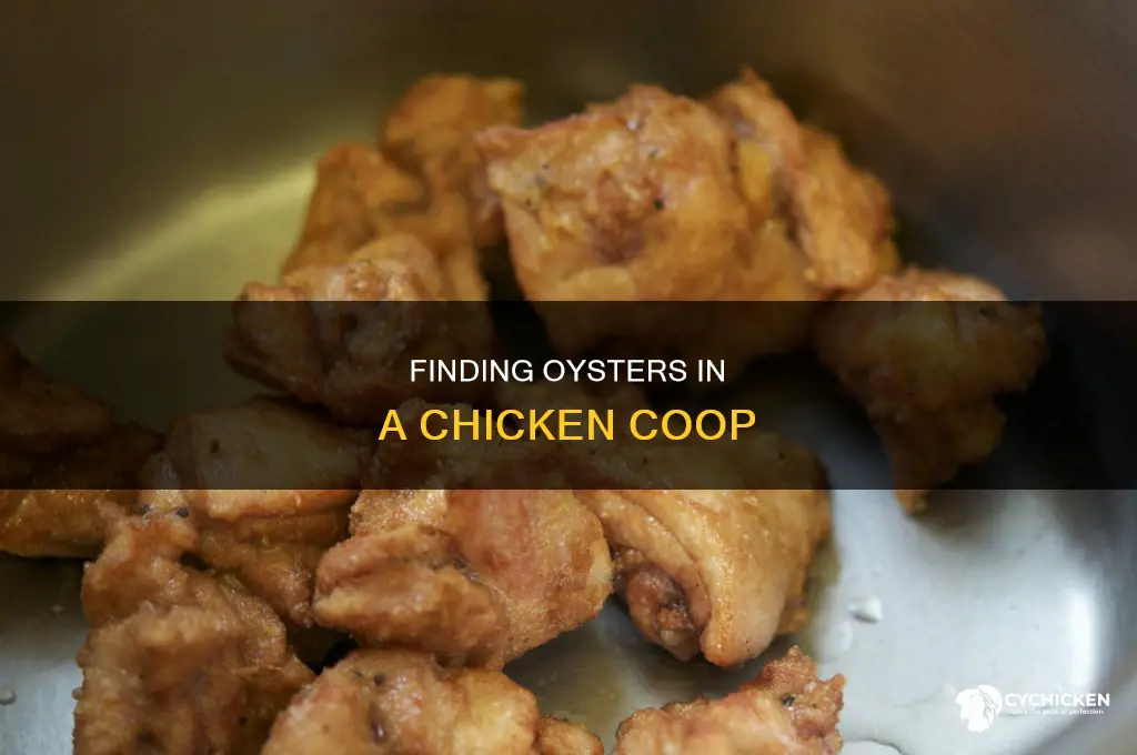 how do you find the oysters on a chicken