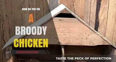Breaking Broodiness: Effective Ways to Stop a Broody Chicken