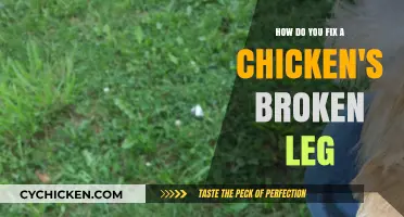 Mending a Chicken's Fractured Leg: A Step-by-Step Guide