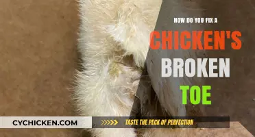 Healing a Chicken's Broken Toe: A Step-by-Step Guide
