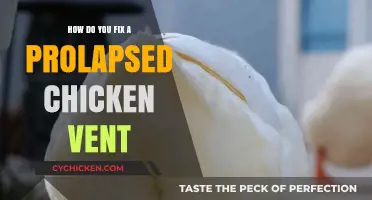 Effective Ways to Treat and Heal a Prolapsed Chicken Vent