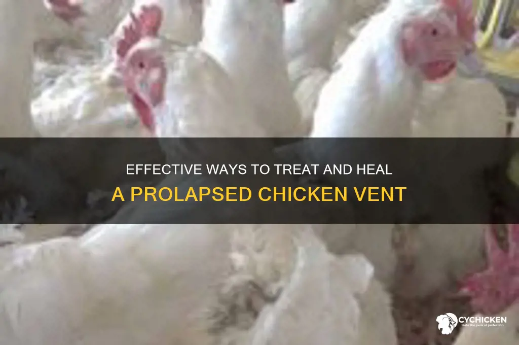 how do you fix a prolapsed chicken vent