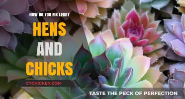 Revitalize Your Hens and Chicks: Solutions for Leggy Growth