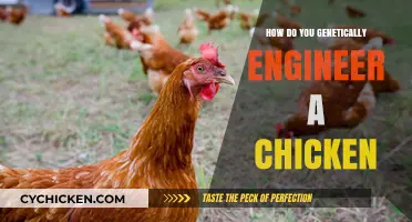 Genetically Engineering Chickens: Techniques, Ethics, and Future Applications Explained