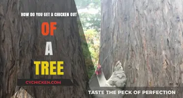 Tree-Climbing Chicken: A Guide to Safe Descent