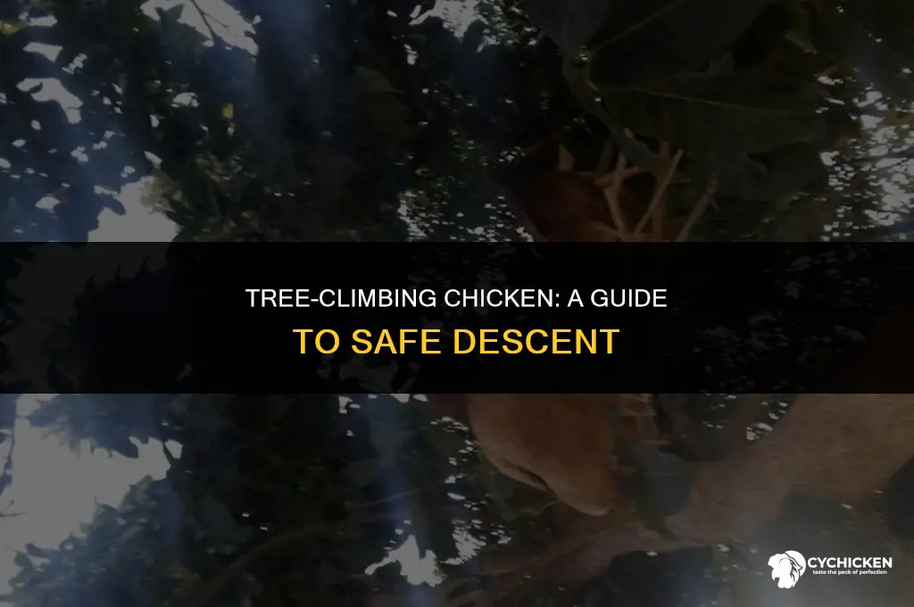 how do you get a chicken out of a tree