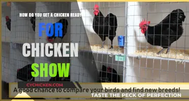 Prepping Your Chicken for the Big Show: A Comprehensive Guide