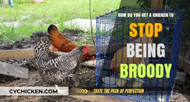Breaking the Brood: Helping Your Chicken Move On