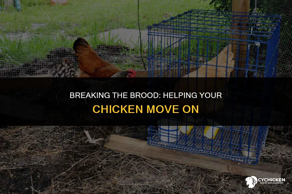 how do you get a chicken to stop being broody