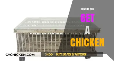 From Coop to Table: Your Guide to Raising Chickens