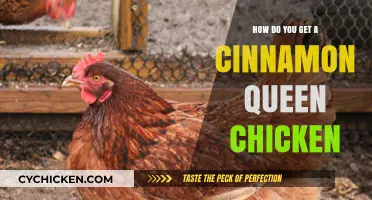 How to Get a Cinnamon Queen Chicken: A Beginner's Guide