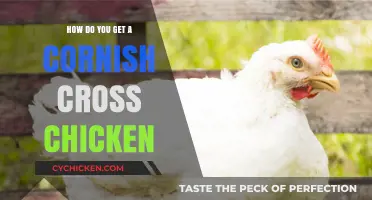 Raising Cornish Cross Chickens: A Beginner's Guide to Success