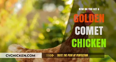 Unlocking the Secrets: How to Obtain a Golden Comet Chicken