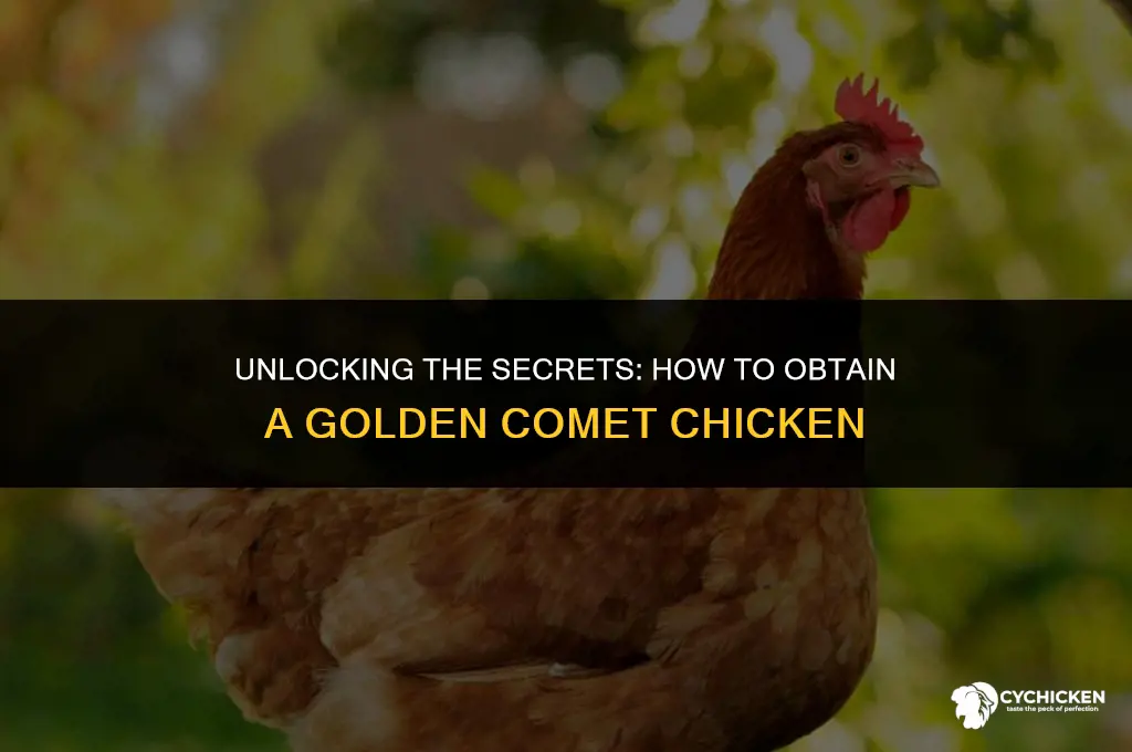 how do you get a golden comet chicken