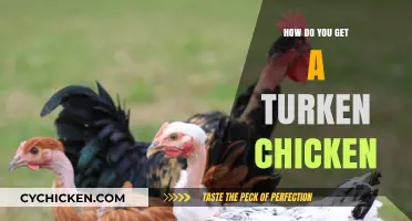 Raising Turken Chickens: A Beginner's Guide to Unique Poultry Breeds