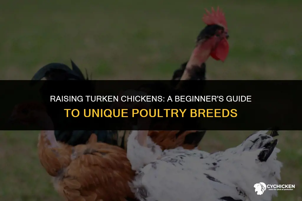 how do you get a turken chicken