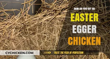 Hatching Easter Eggers: A Guide to Getting Your Own Egg-Laying Chicken