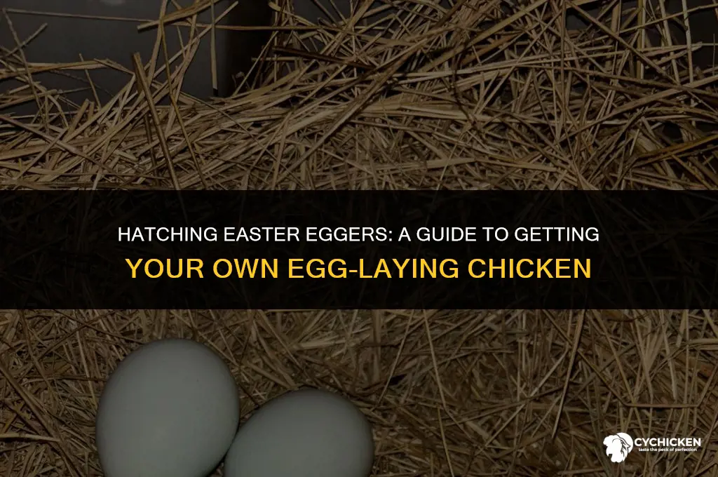 how do you get an easter egger chicken