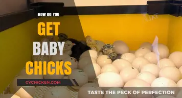 Hatching New Life: A Beginner's Guide to Raising Baby Chicks