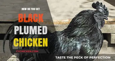 How to Raise Black Plumed Chickens: A Comprehensive Guide