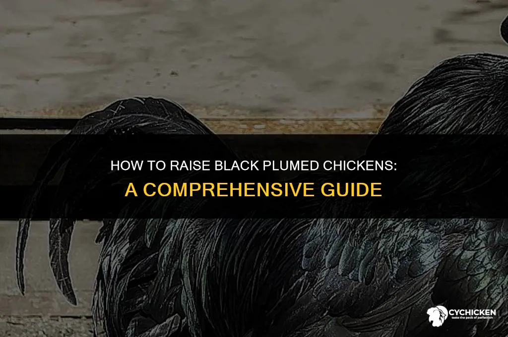 how do you get black plumed chicken