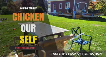 From Coop to Table: A Beginner's Guide to Raising Chickens for Eggs and Meat