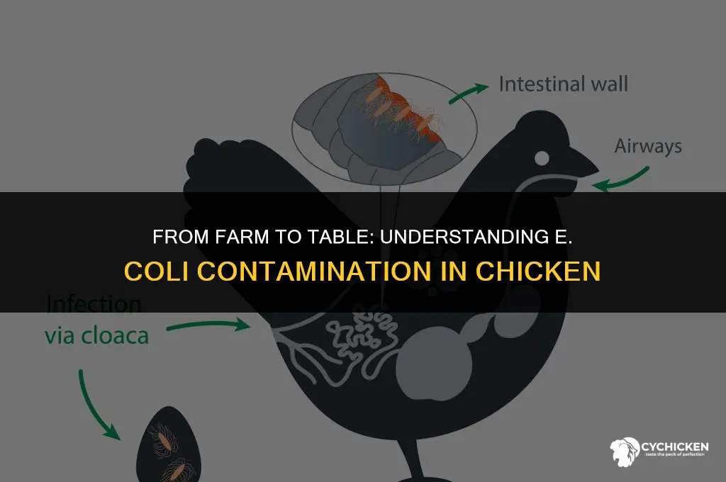 how do you get e coli from chicken