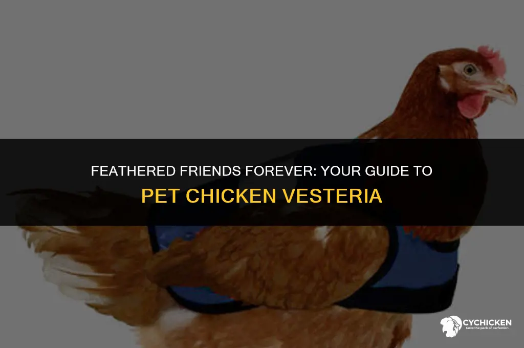 how do you get pet chicken vesteria