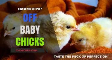Effective Ways to Clean Baby Chicks: A Beginner's Guide