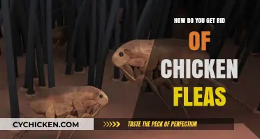 Effective Ways to Eliminate Chicken Fleas: A Comprehensive Guide