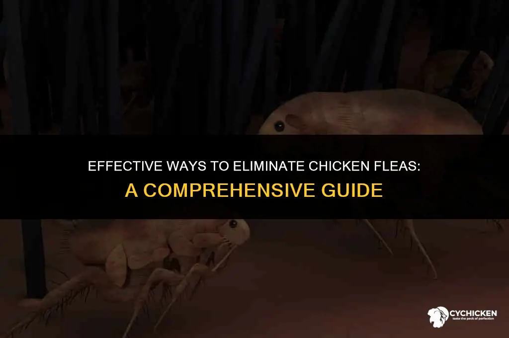 how do you get rid of chicken fleas