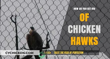 Effective Strategies to Deter Chicken Hawks from Your Property