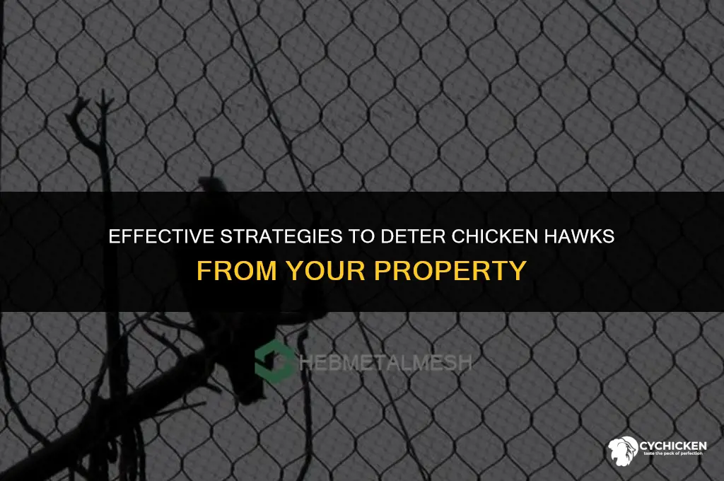 how do you get rid of chicken hawks