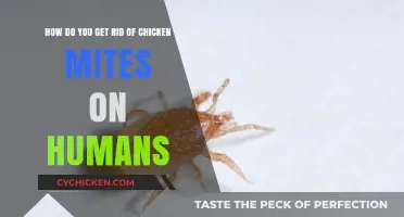 Effective Ways to Eliminate Chicken Mites on Humans