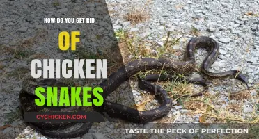 Effective Ways to Safely Remove Chicken Snakes from Your Property