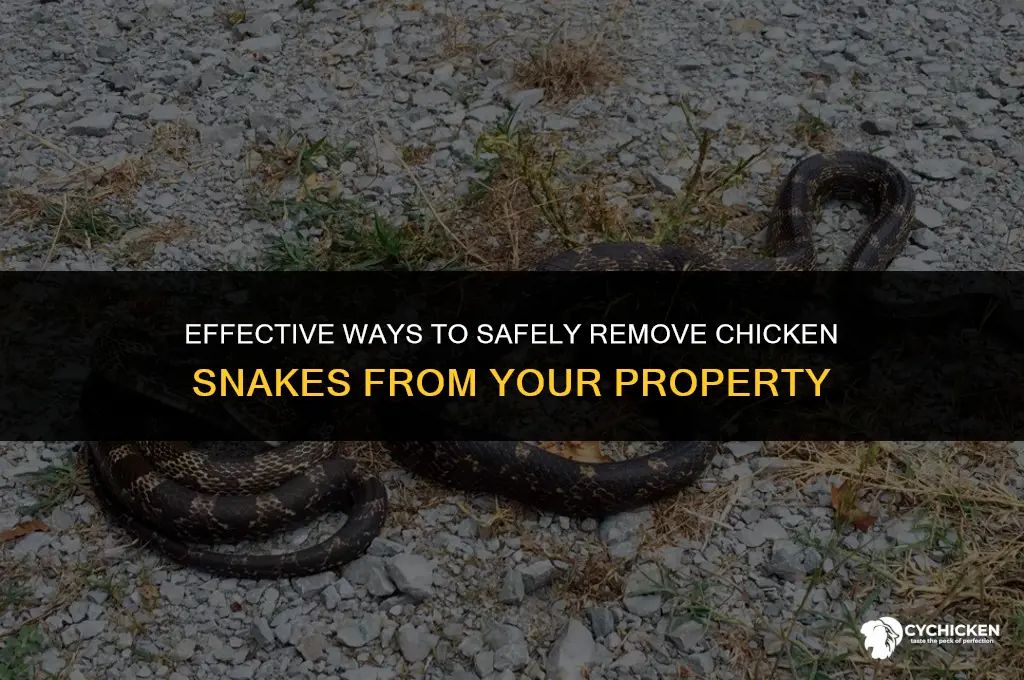 how do you get rid of chicken snakes