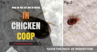Effective Strategies to Eliminate Mites in Your Chicken Coop