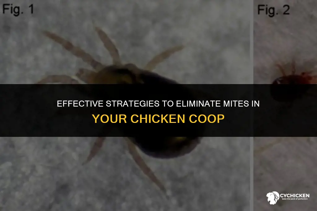how do you get rid of mites in chicken coop