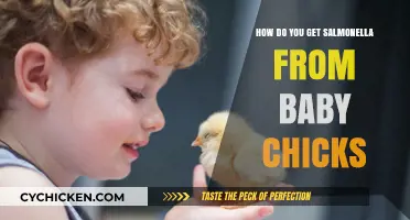 Understanding Salmonella Risks: A Guide to Staying Safe with Baby Chicks