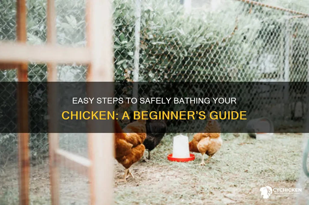 how do you give a chicken a bath