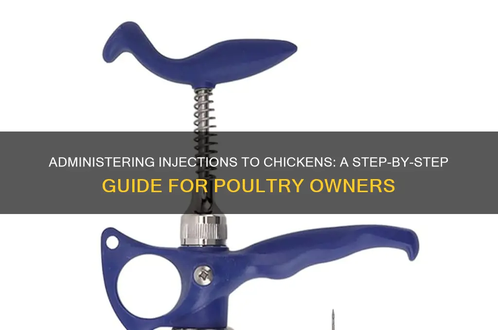 how do you give a chicken a shot
