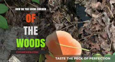 Growing Chicken of the Woods: A Beginner's Guide to Cultivation