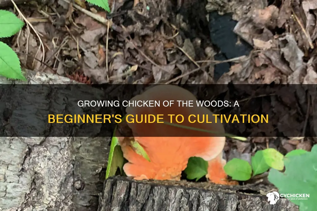 how do you grow chicken of the woods